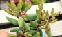 Адромисхус (Adromischus mamillaris アドロミスクス　マミラリス)